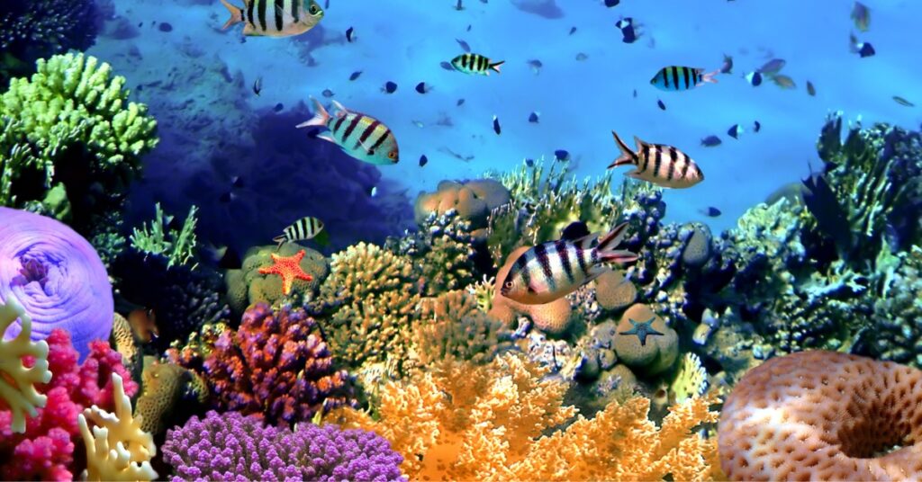 NEOM Spearheads Historic Coral Reef Restoration Effort in the Red Sea